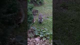 Backyard Critters this evening!