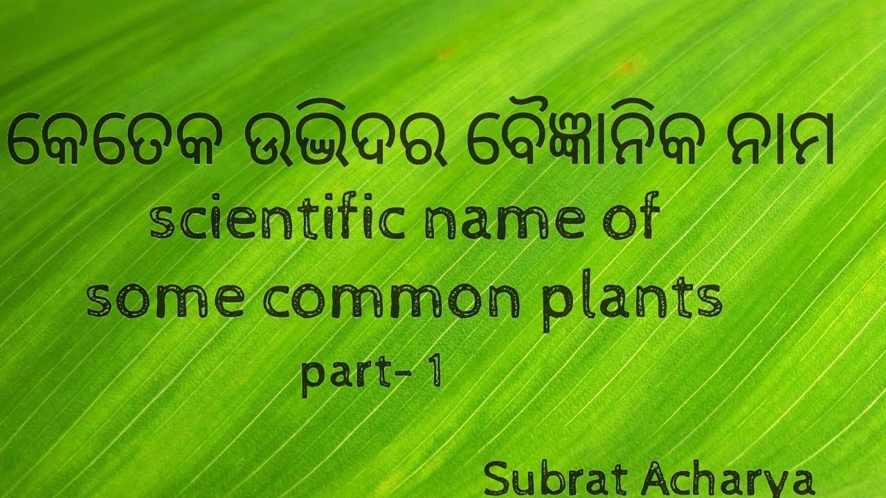 କେତେକ ଉଦ୍ଭିଦର ବୈଜ୍ଞାନିକ ନାମ scientific name of some common plants in