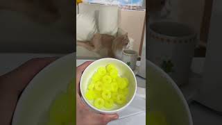 パインアメでソーダ作るホイ!! 【#Shorts】　PDS