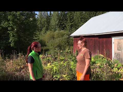 Video: Jättiläinen Hogweed Control: Mikä on jättiläinen Hogweed ja missä se kasvaa