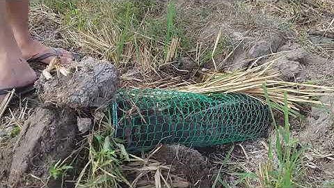 Đào hang chuột dính bây cống nhum. Nhái Miền Tây