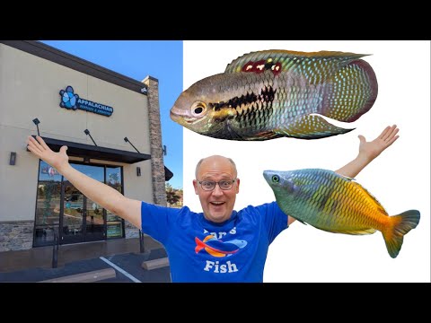 This Fish Store does it RIGHT