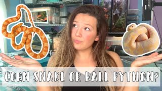 Best Beginner Snake: Corn Snakes vs Ball Pythons
