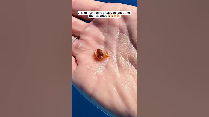 A kind man found a baby octopus and then adopted it #shorts
