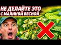 Не делайте это с малиной в апреле и мае — потеряете 90% урожая #огород #сад #дача #малина