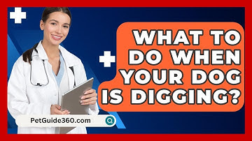 What To Do When Your Dog Is Digging? - PetGuide360.com