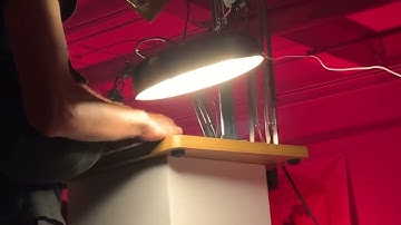 IRL Performance | Live Projection & Experimental Animation | Alex Boya Walking Bread Multiverse