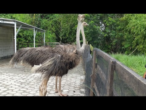 Video: Burung Unta - Pakis Mewah