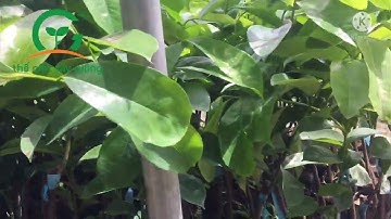 Mãng cầu xiêm thái thích hợp trồng vùng nào được liên hệ 0836476699 #thegioicaygiong