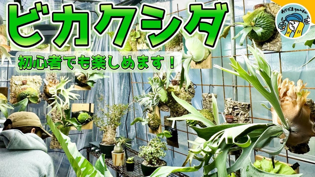 観葉植物】初心者でもビカクシダを楽しむ！（最新品種の紹介と基本的な