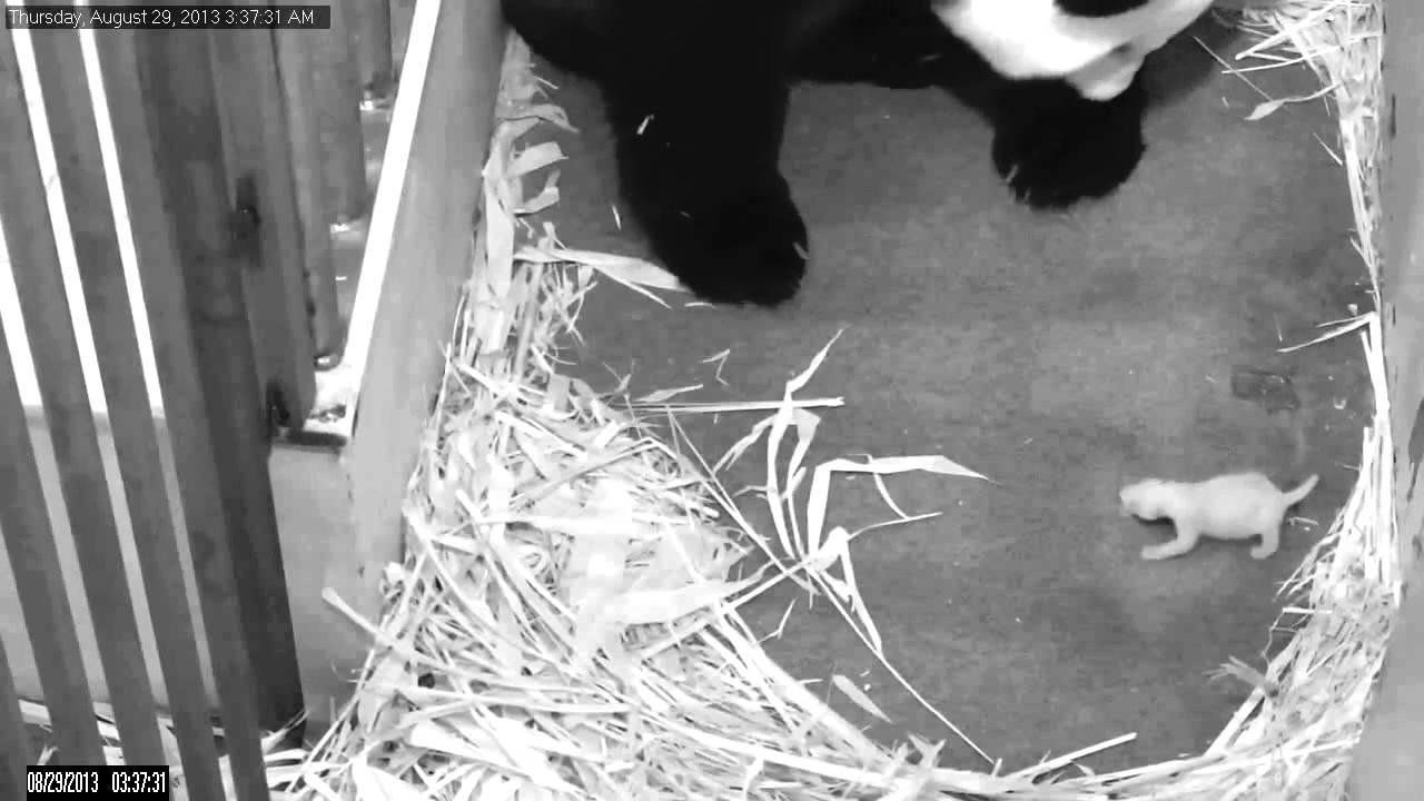 Panda Cam Shows Fussy Newborn Cub | Video