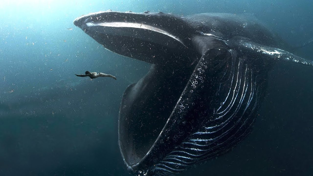 10 Biggest Ocean Creatures In The World!