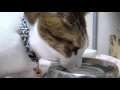 鼻先に水滴をつけながら水を飲む猫　～ぽっけ♂～　A cat licking water with a nose tip　～Pokke♂～　2013.03.
