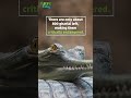 Wild and Wonderful Wildlife:: The critically endangered gharial