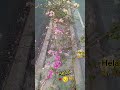 Flower 🥀🐝🦋#shorts #shortvideo #viral #garden #like #love