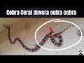Cobra Coral devora outra cobra | Biólogo Henrique