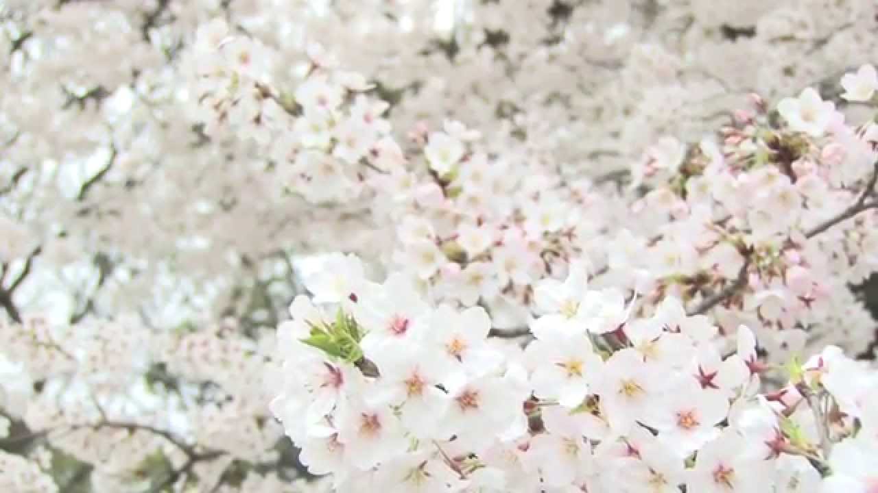 桜 さくら 無料 動画 素材 Hd チャンネル登録で著作権フリー 商用可 07 Youtube