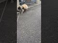ただただ通過する美女 #anko #pekingese #あんこ #ペキニーズ #杏子 #保護犬 #猫っぽい #dog