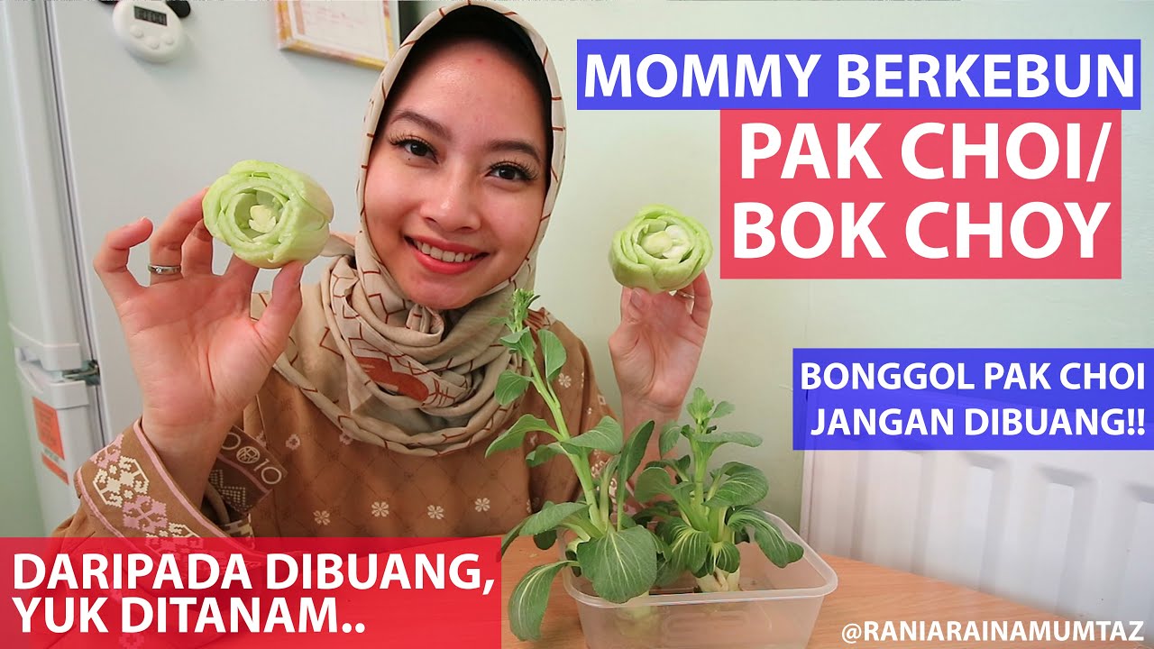 [MOMMY BERKEBUN] Menanam PAK CHOI / BOK CHOY di Rumah. Gampang Banget Ternyata!!