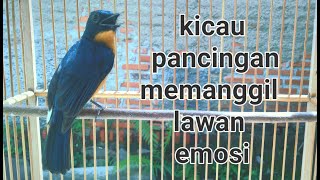 Siulan memancing lawan cepat emosi ● Tledekan gunung gacor