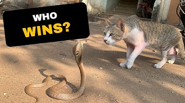 Insane Cat vs Snake Fights – This Snake Messed With the Wrong Cat