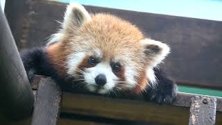 Eye Contact With Red Panda Pudding