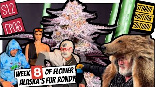 S12 EP06: Week 8 Flower 🔥Which Cannabis Genetics Are Worth Keeping? + Fur Rondy in Anchorage!