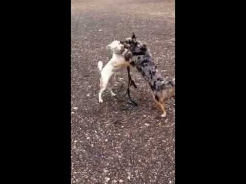 My catahoulla aussie pups