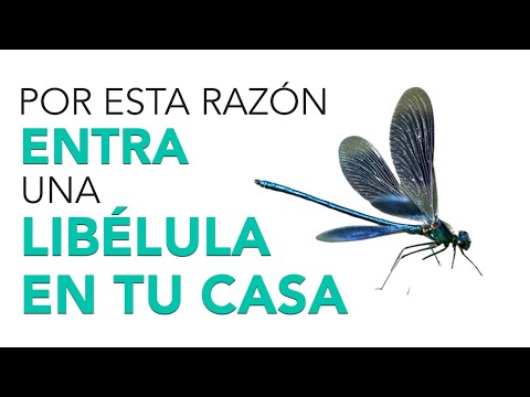 Video: Cómo lubricar las bisagras de las puertas: 9 pasos (con imágenes)