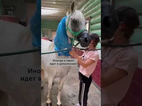 Video: Boulonnais Horse