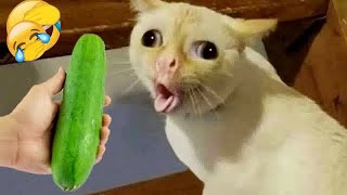 Funniest Cats and Dogs Videos  Best Funny Animals 2024 #18