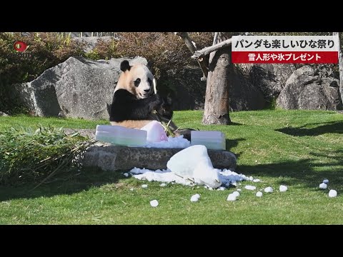 【速報】パンダも楽しいひな祭り 雪人形や氷プレゼント