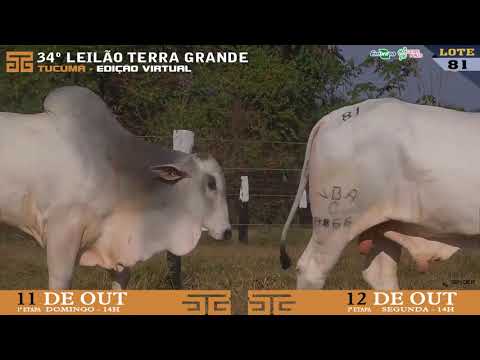 LOTE 081