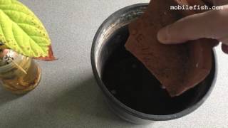 How plant an advocado plant in a flower pot. Part 2