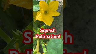 Process of Squash Pollination and Production!