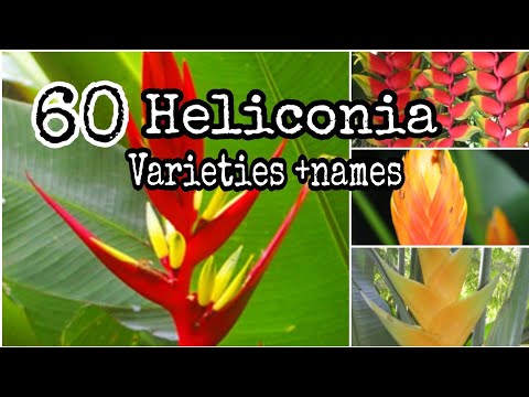 Video: Hvad spiser heliconia-blomst?