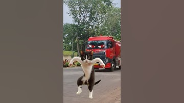 Truck Tangki Pertamina dan Kucing Motorcros #truck #truktangkipertamina #kucing #motorcross #shorts