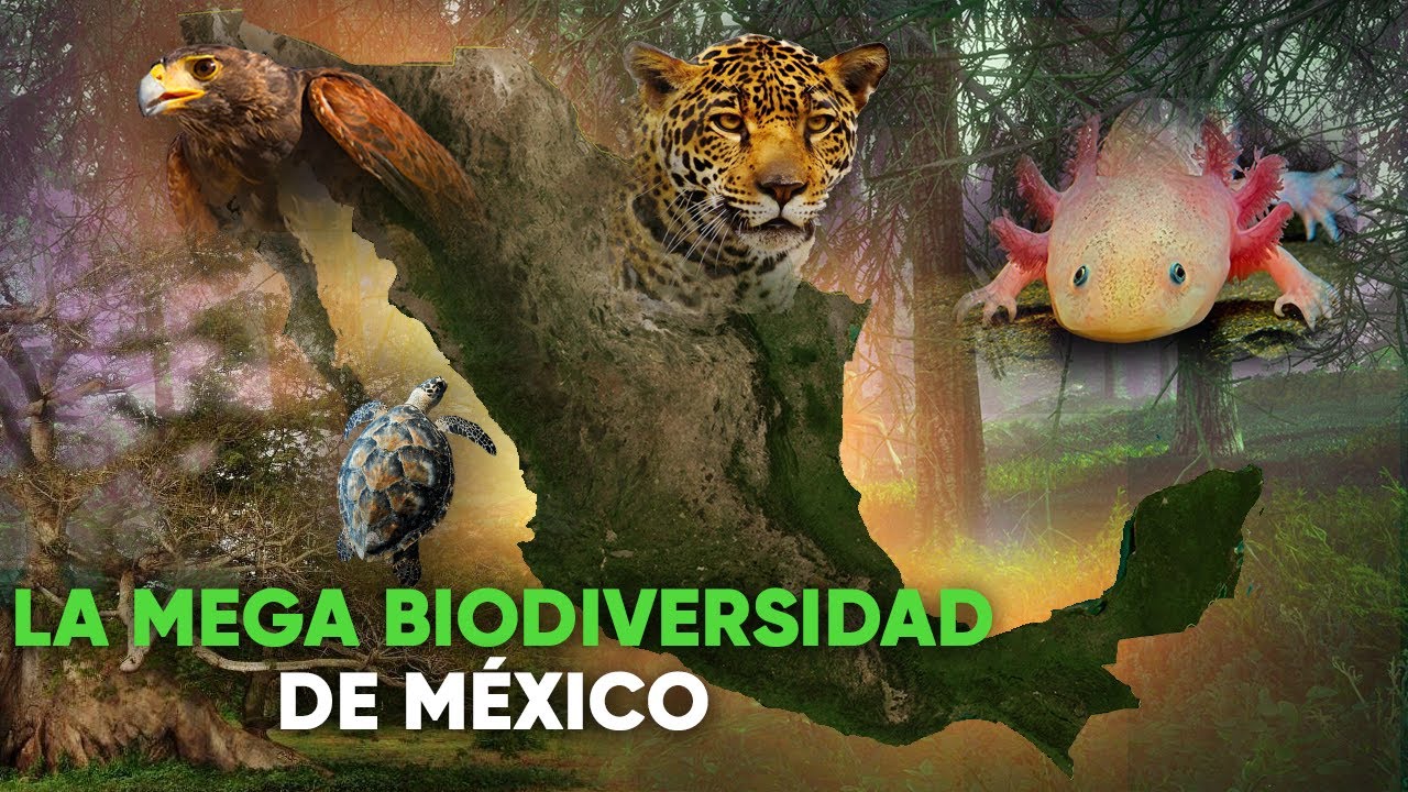 MÉxico Un PaÍs Megadiverso Mexico A Megadiverse Country Youtube