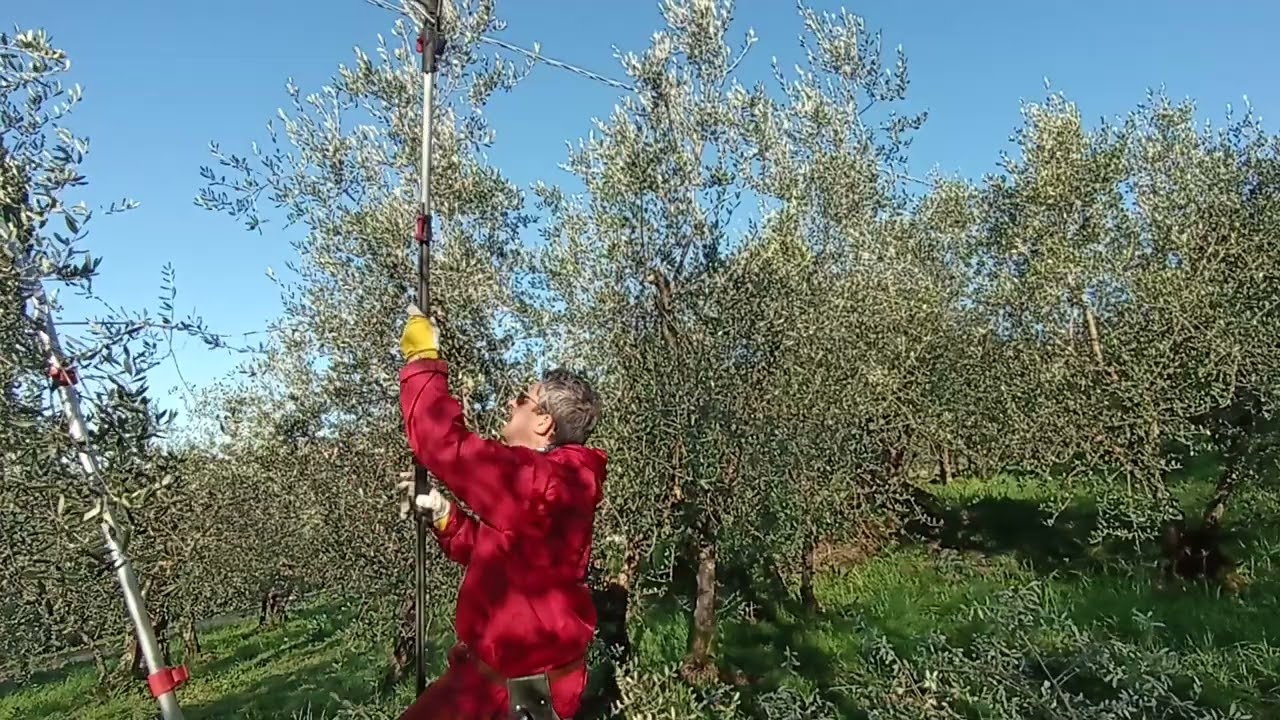 Potatura di produzione 