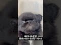 #페키니즈 #페키니즈분양 #페키니즈책임분양 #강아지 #강아지분양 #강아지책임분양 #애견분양 #유기견 #유기견입양 #애견분양 #평택강아지분양 #수원강아지분양 #오산강아지분양