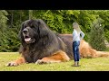 The Biggest Dogs People Randomly Captured On Phones