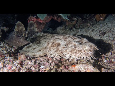 Master Liveaboards - Indonesia Raja Ampat 4K - Part #2 Waigeo