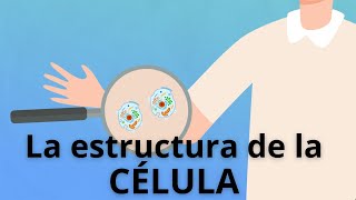Qué Es Una Célula? Parte Ii La Estructura - Enterarse