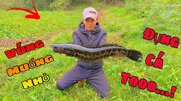 [Câu Cá Lóc]Đi Lure Mùa Lạnh Va Toàn Hàng Siêu Khủng Giật Siêu Đã #fishingvideo #fishing #longvelic