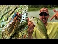 17 Year Cicada Bass Fishing Pennsylvania 2019 Brood VIII Crazy Life Cycle & BEST FISH BAIT EVER!!