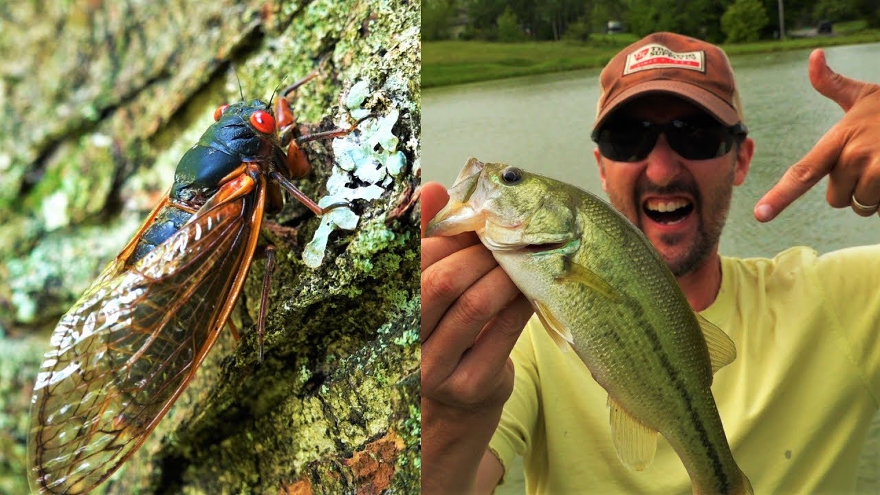 shooting in dc 17 Year Cicada Bass Fishing Pennsylvania 2019 Brood VIII Crazy Life Cycle & BEST FISH BAIT EVER!!