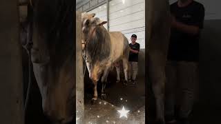 Download Lagu LETKOL TEDDY BORONG 4 SAPI PREMIUM DI IRFAN HAKIM #shorts #sapi #viralvideo #artis #sapijumbo #irfan MP3