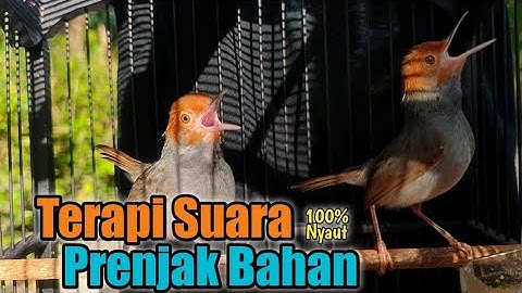Prenjak Bahan Bakal Cepat Gacor Dengan Terapi Suara Ini ‼ Prenjak Gacor