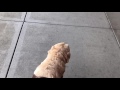 Come Follow Me As I Run Errands With My Guide Dog… Watch How We Problem Shoot