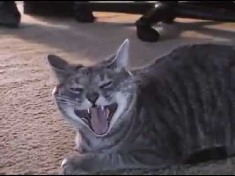 Video: Catitude: Šta Je Tako Mačka Moja Mačka? 